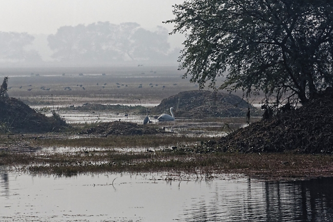 Keoladeo national park-120
